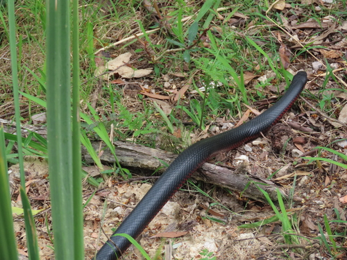 Red-bellied Black Snake sighting