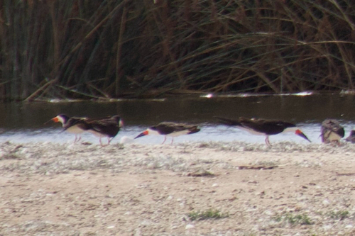 iNaturalist observation photo of Black Skimmer