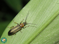 Diplectrus