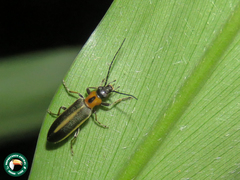 Diplectrus