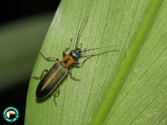 Diplectrus