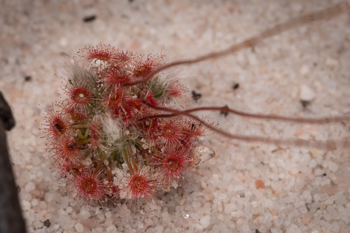 Drosera eneabba