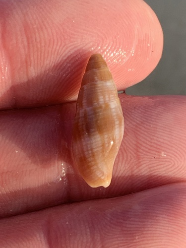 Quasimitra variabilis observed 2025-09-30