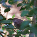 Common Nightingale (Golzii) - Photo (c) Parham Beyhaghi, some rights reserved (CC BY-NC), uploaded by Parham Beyhaghi