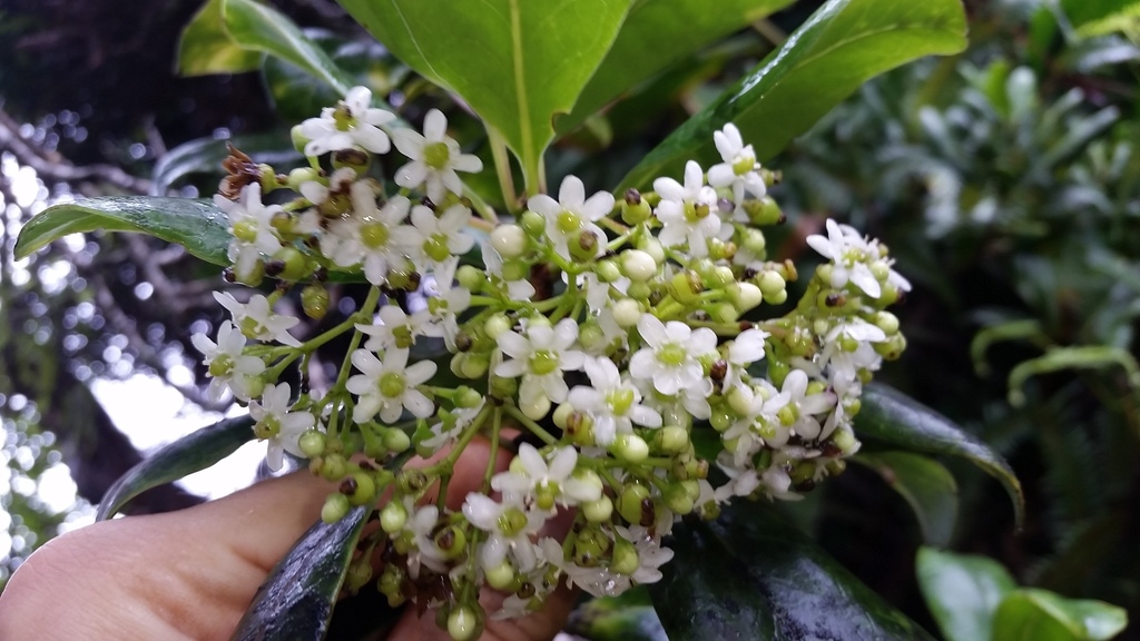 Hawai'i holly (Ilex anomala)