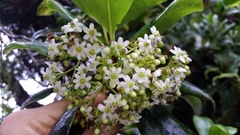 Ilex anomala