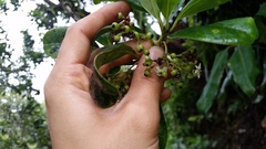 Ilex anomala