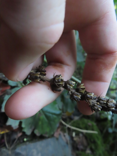Francoa appendiculata (Francoa appendiculata)