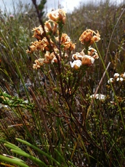 Epacris corymbiflora