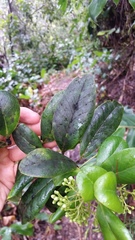 Ilex anomala