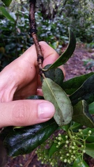 Ilex anomala