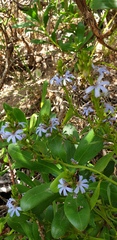 Scaevola crassifolia