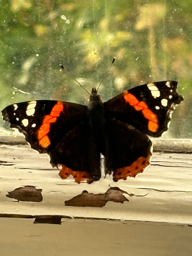Red Admiral