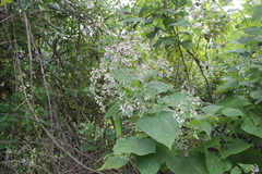 Peteravenia malvifolia