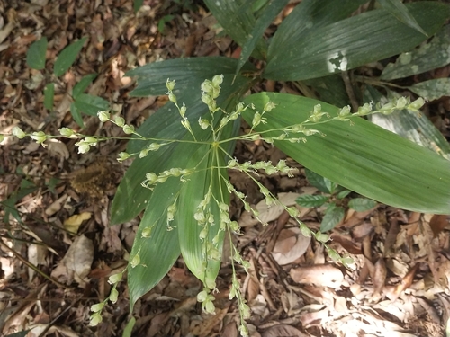 Scrotochloa urceolata observed 2025-09-25
