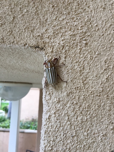 Ten-lined June Beetle photo 5