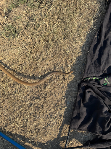 Eastern Brown Snake sighting