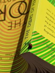 Brumoides septentrionis