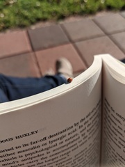 Brumoides septentrionis