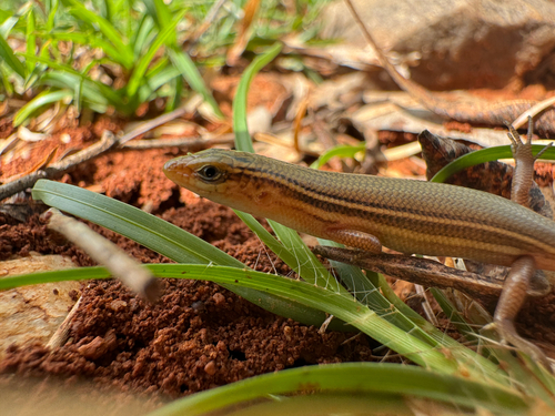 Beddome's Mabuya, Eutropis beddomei