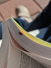 Brumoides septentrionis