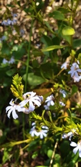 Scaevola crassifolia