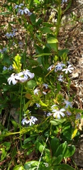 Scaevola crassifolia