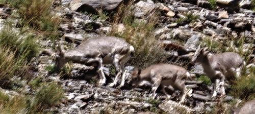 Bharal