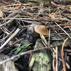 Psilocybe ovoideocystidiata