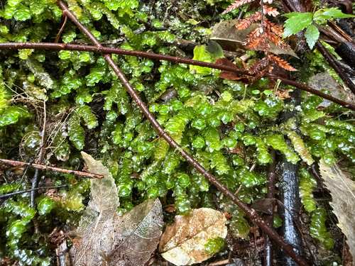 Calyptrochaeta cristata observed 2025-09-26
