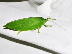 Zabalius ophthalmicus