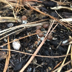 Psilocybe ovoideocystidiata