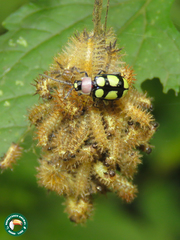 Omophoita octoguttata