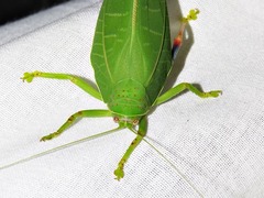 Zabalius ophthalmicus