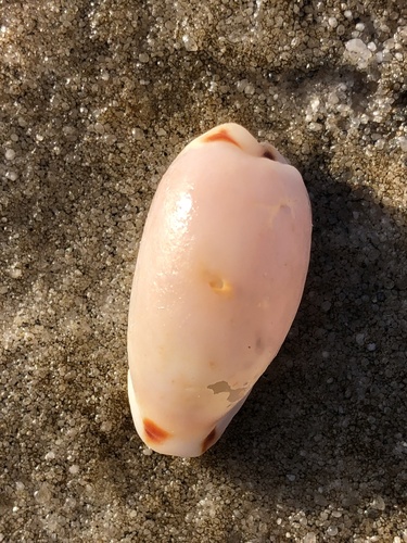 Erronea cylindrica sowerbyana, 2025-09-30