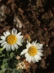 Egletes prostrata