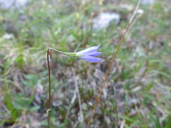 Campanula uniflora
