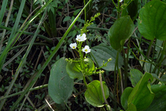 Echinodorus grandiflorus