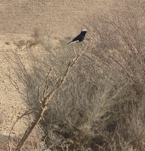 White-crowned Wheatear