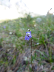 Campanula uniflora