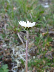 Chrysanthemum integrifolium