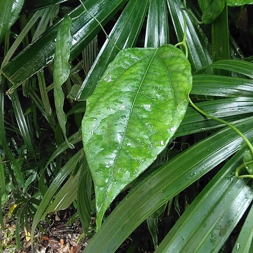 Tiliacora triandra, 2025-09-30