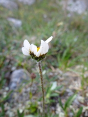 Chrysanthemum integrifolium