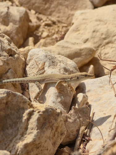 Arabian Small-spotted Lizard