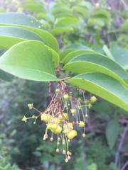 Phyllanthus botryanthus