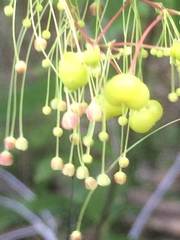 Phyllanthus botryanthus