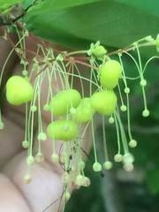 Phyllanthus botryanthus