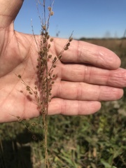 Anthenantia