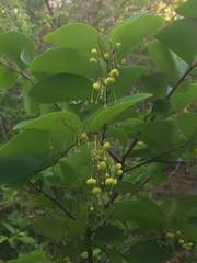 Phyllanthus botryanthus