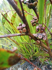 Eucalyptus nebulosa
